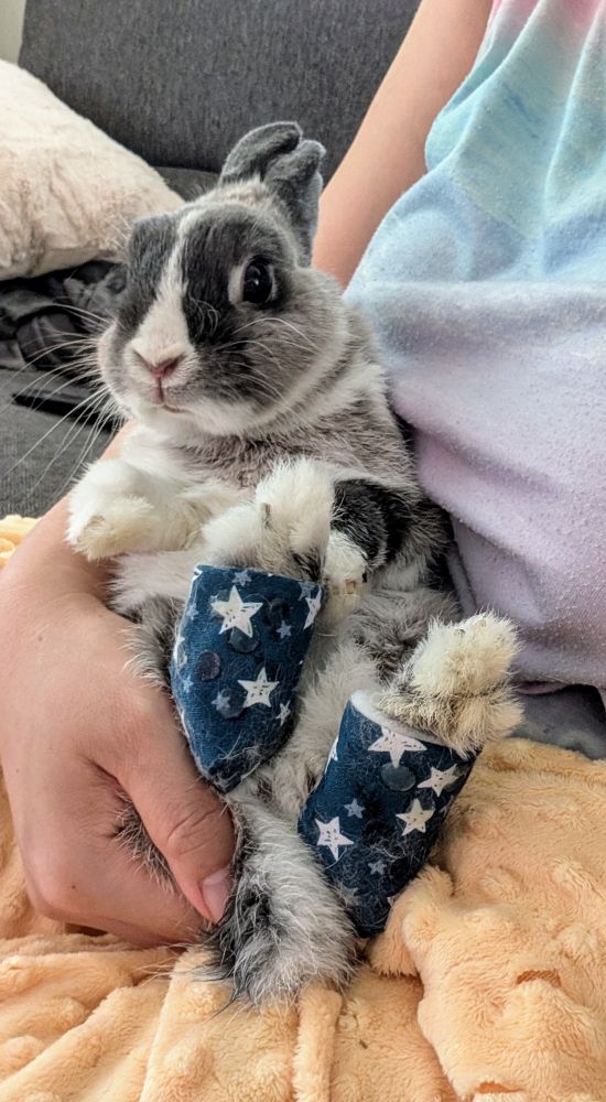 Bun in socks