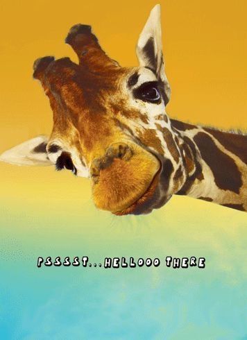 Girraffee head leaning in to say pssst....hellooooo there