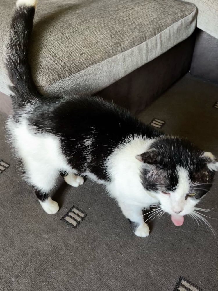 A tuxedo cat sticking his tongue out