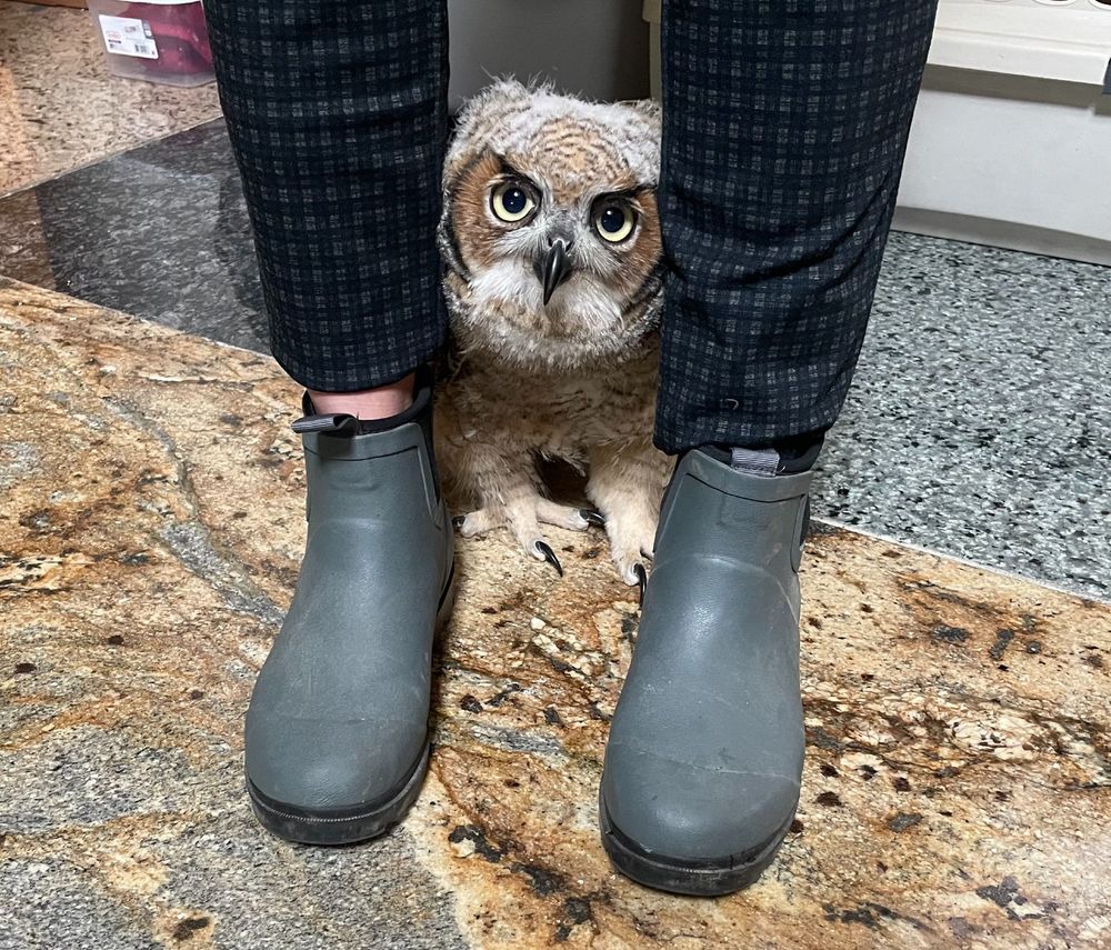 An owl sits between a person's feet.