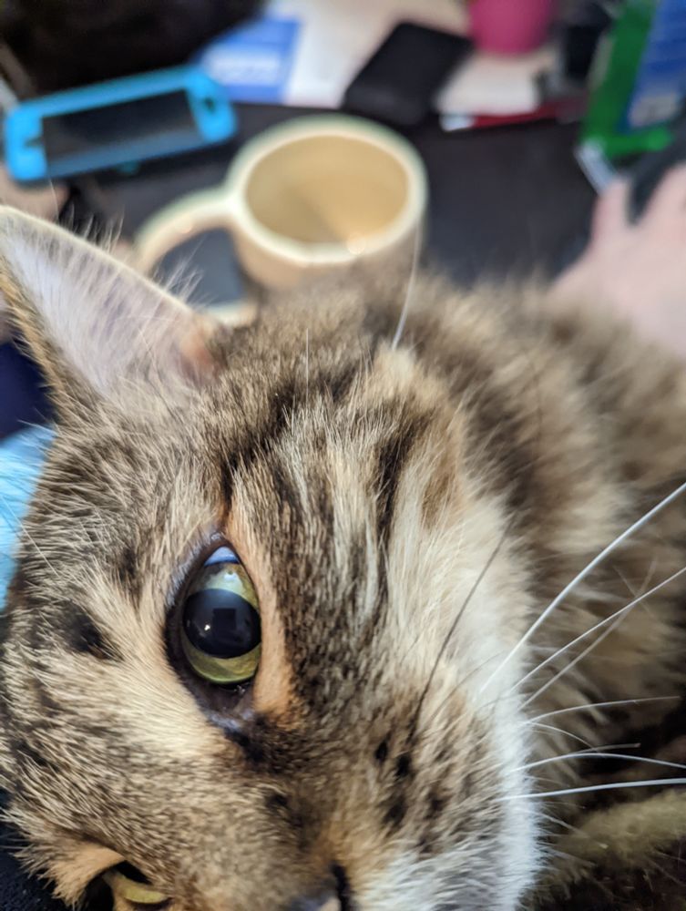 Closeup of a long haired tabby face. His name is Grayson.