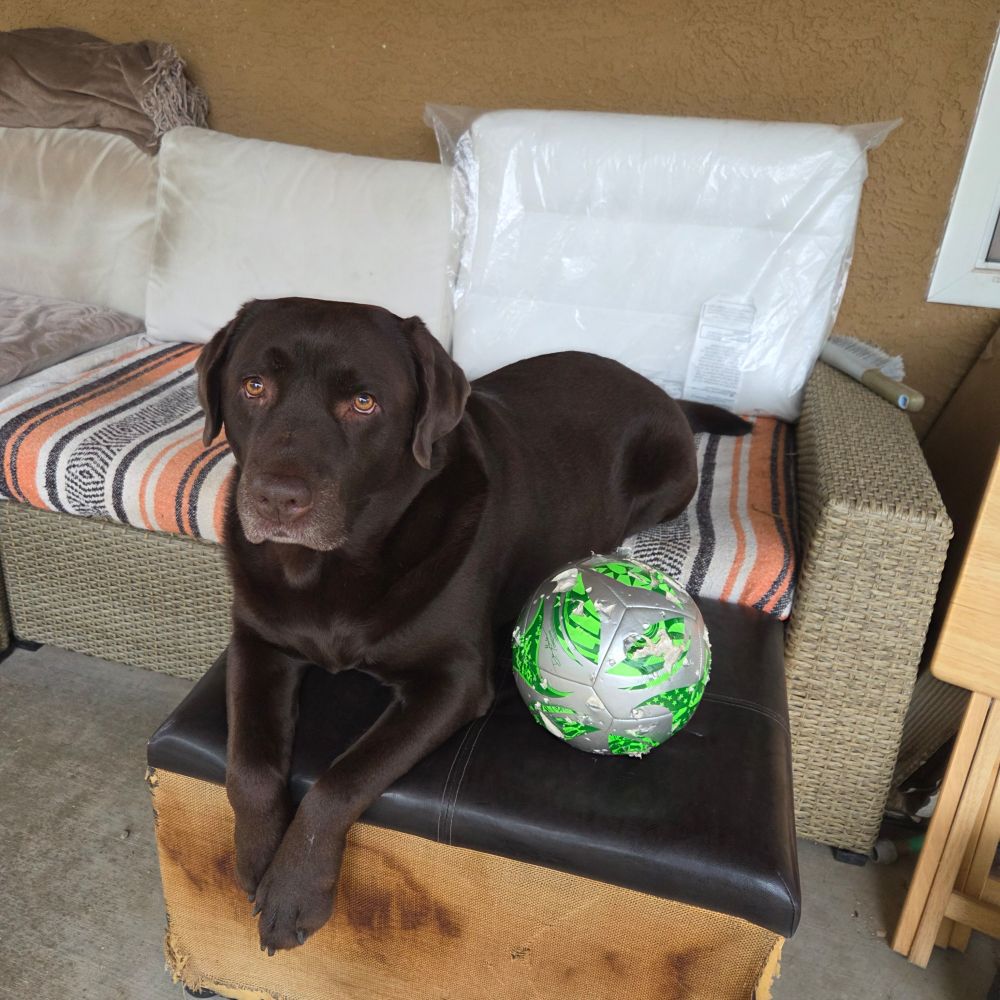 A chocolate Labrador Retriever sits on a couch and ottoman, master (well, Mistress) of all she surveys. 