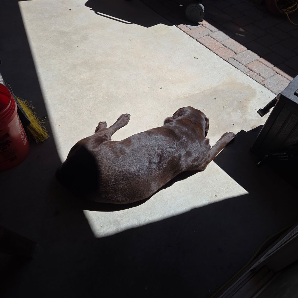 Zoey, a 6 yo chocolate Labrador Retriever, lays in the Arizona sun. 