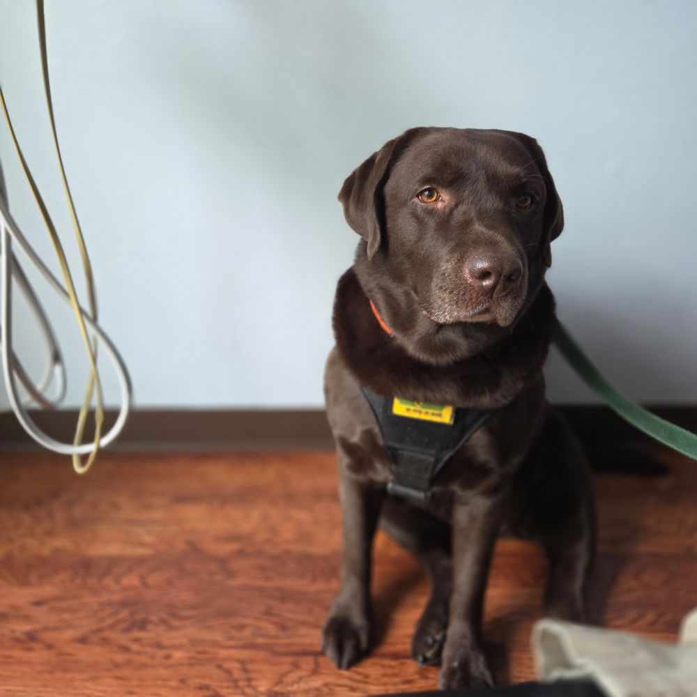 Zoey, a chocolate Labrador Retriever, sits patiently in the dental exam room.   She's not happy about some stranger leaning over me and sticking tools in my mouth. 