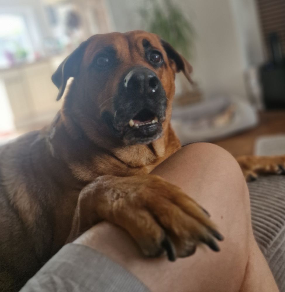 Meine Hündin Lotte (hellbrauner Rottweiler-Malinois-Mix) legt ihre Pfote auf mein Bein. 