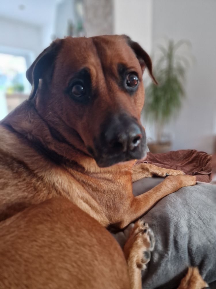 Portrait Foto meiner Hündin Lotte (hellbrauner Rottweiler-Malinois-Mix).