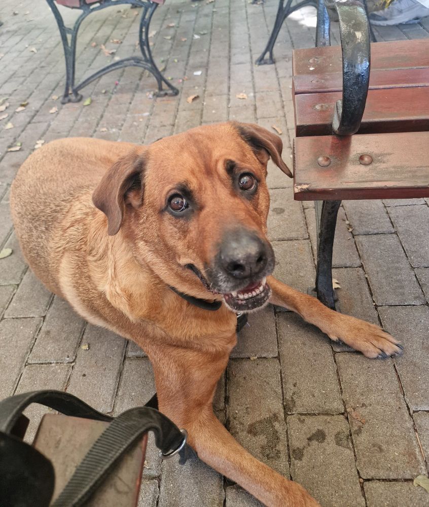 Foto meiner Hündin (hellbrauner Rottweiler-Malinois-Mix).
