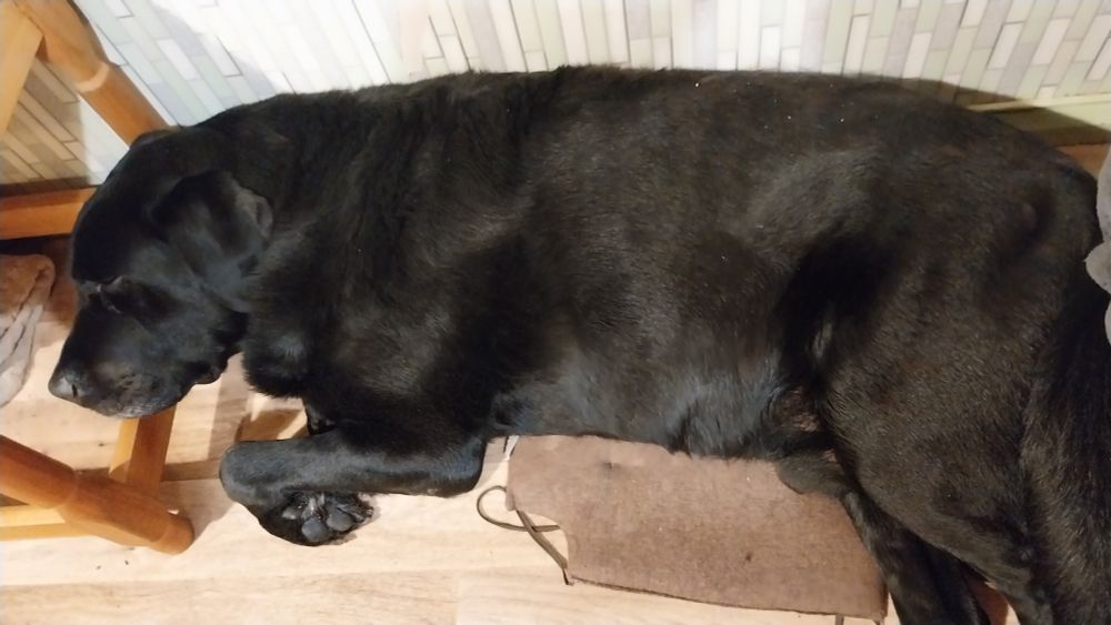 My poor puppy Billy being sleepy, leaning his head to a chair. Dear doggo had an epilepsy seizure, what ever is making him sick is obviously flaring up his epilepsy too. I'm very worried that this will be end of him. We're trying to figure out our options, mostly its money that we don't have, if the poor pup is too sick, I must allow him walk the rainbow bridge. 