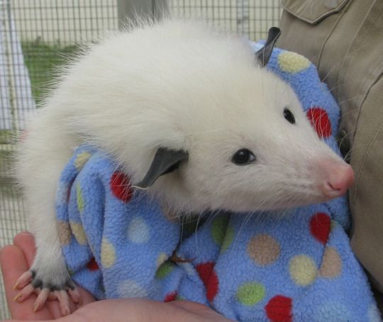 Today's possum is big white fluffy one. 