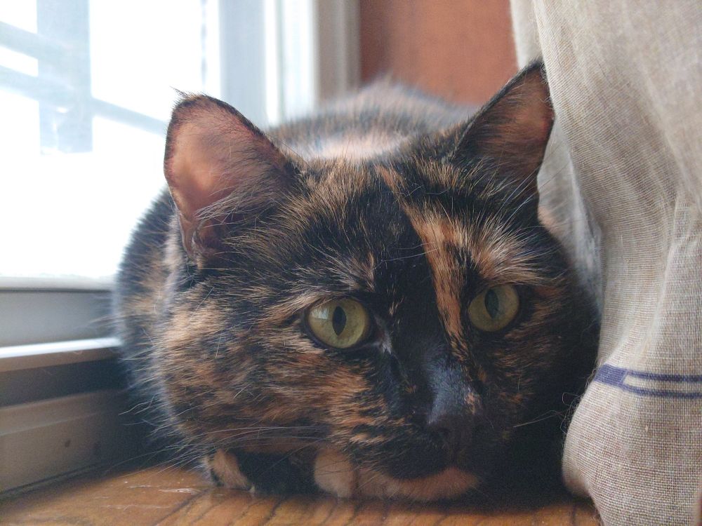 tortie cat's face on a windowsill