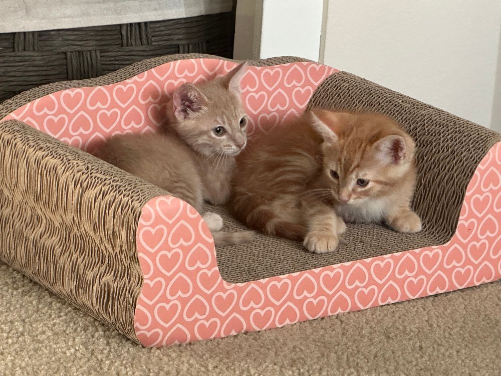 Two orange kittens sitting together on a mini sofa for cats 