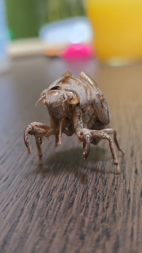 Close up on front of cicada shell.