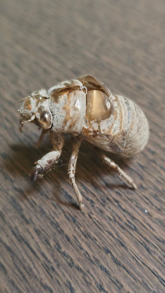 Close up on front of cicada shell.