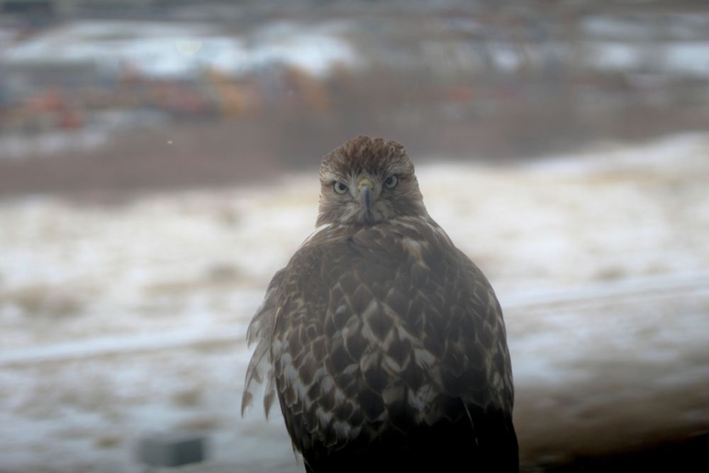 Close up of a hawk with its back to the camera but looking behind straight at the camera