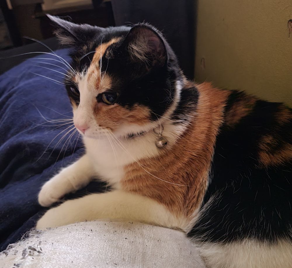 Pecan, a calico cat 