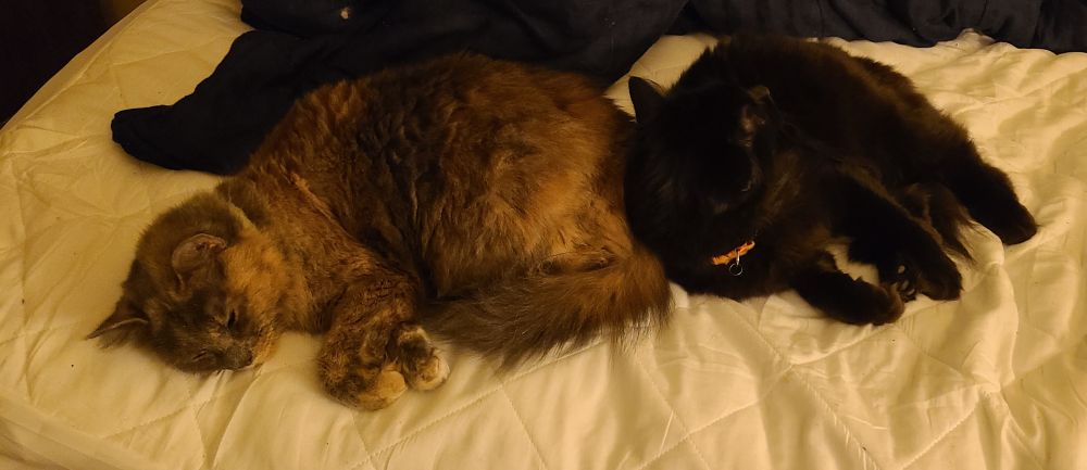 Mizuki (left) and Xion (right) resting against each other on my bed
