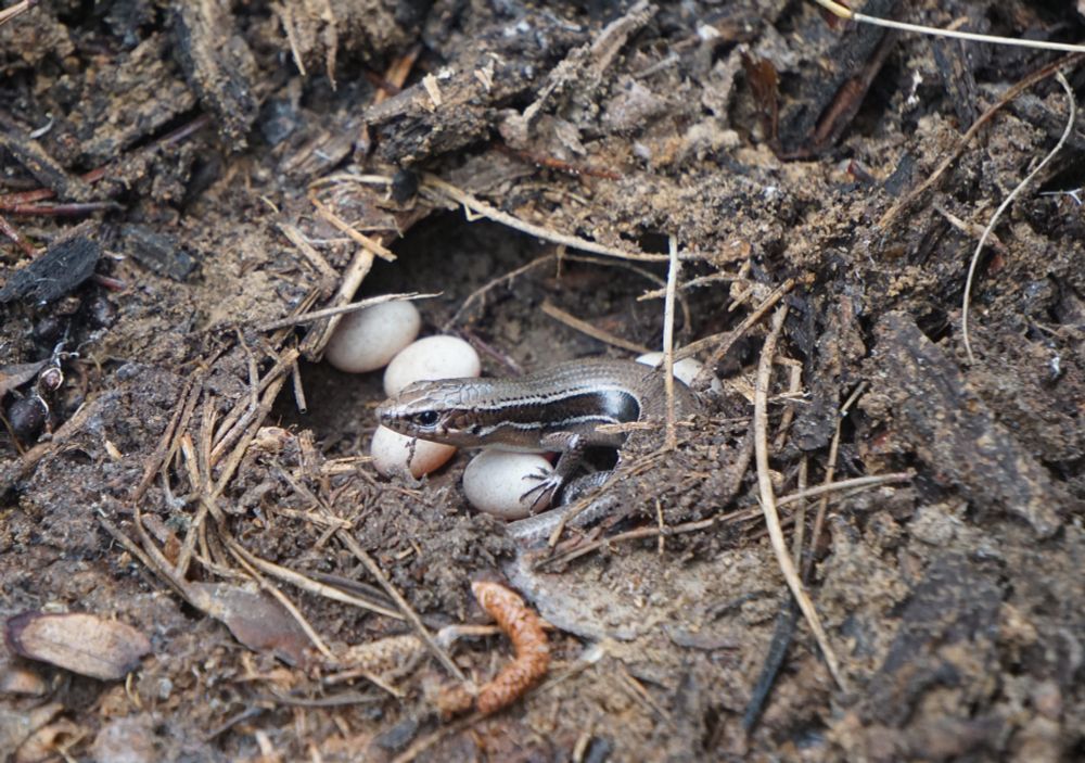 A picture of a Coal Skink female guarding her eggs. The lizard is very brown with a darker brown stripe going through her lateral scales. The eggs are oval shaped and white. The rest of the picture shows wet soil.