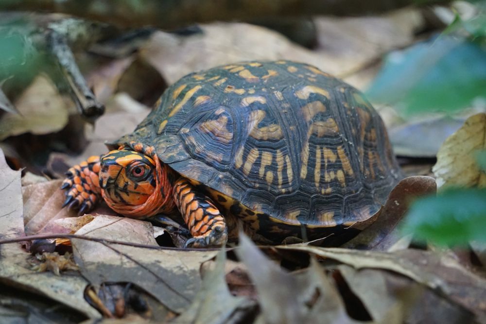 A picture of an Eastern Box Turtle found on top of leaf litter. This turtle is has a very orange face and red eyes. Carapace is yellow with black.