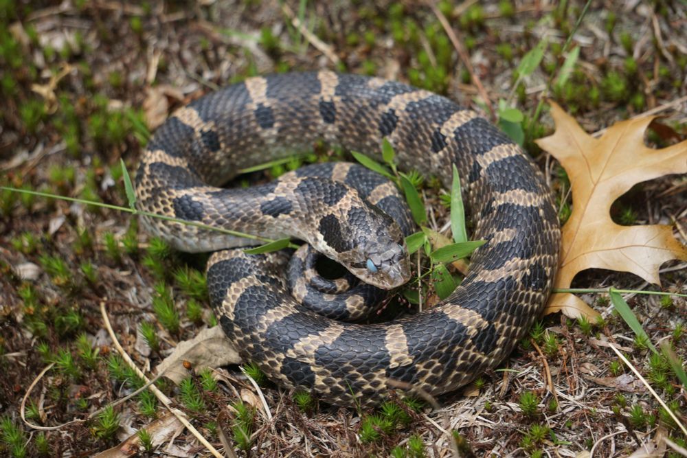 A picture of an Eastern Hognose Snake coiled over some moss and grass. This snake is yellow-ish with big dark brown stripes and markings. Their eyes are blue since they were just about to go into shed.
