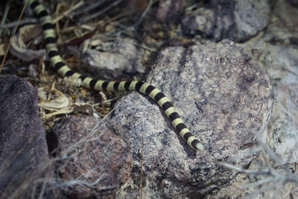 A picture of a Shovelnose (mojave/resplendent?) Snake found crawling on some rocks. This snake is yellow with black bands along their body.