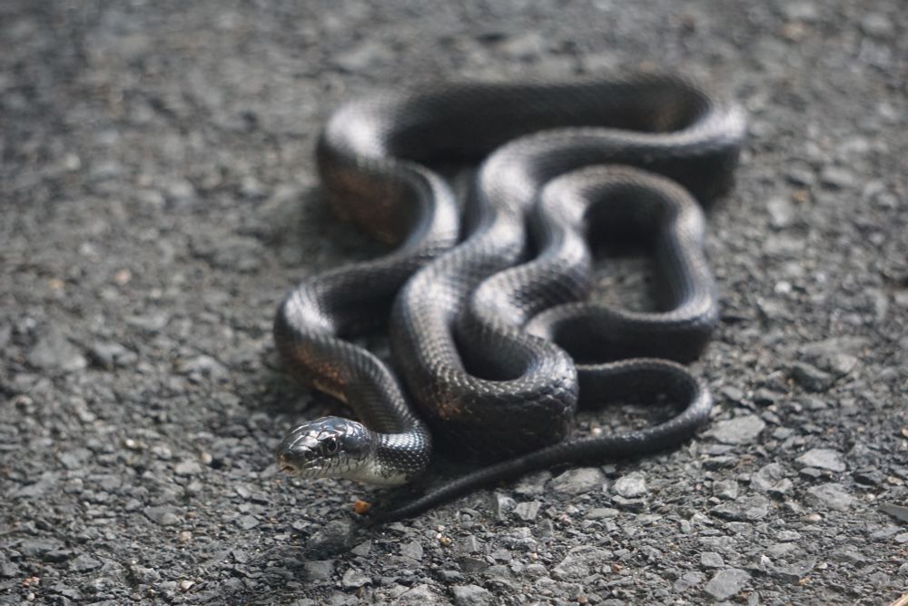A picture of a Gray Ratnsnake found on the road. This snake is very close to being fully black on their back and then they have some white on their venter.