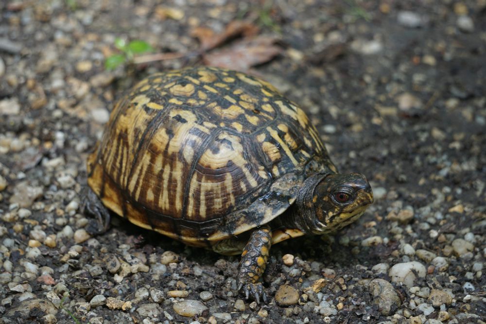 An Eastern Box Turtle found on a paved section of a trail. This turtle has a very yellow carapace and black and yellow face. Red eyes.