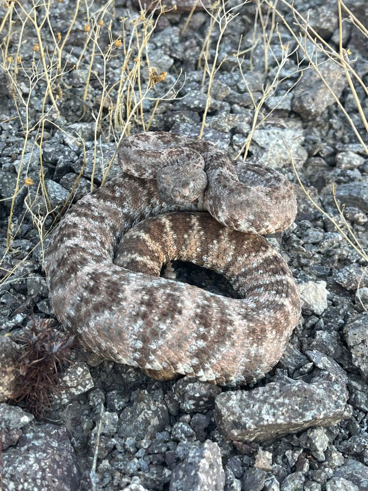 A picture of a Speckled Rattlesnake coiled over some gravel rocks. Light brown-almost gray. with darker striping, very pretty.