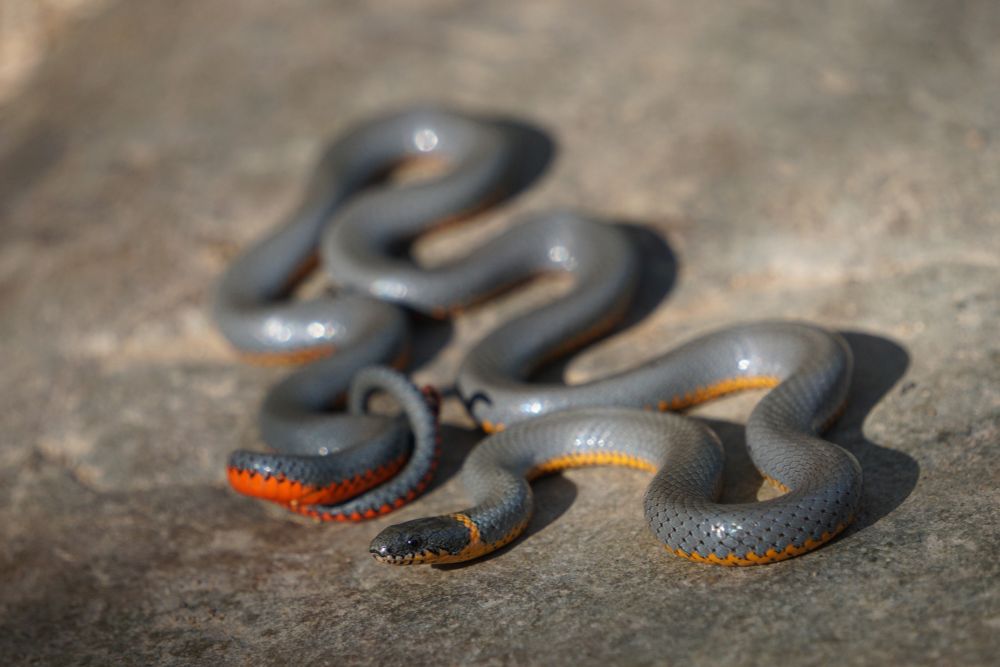 A picture of a Ring-necked Snake posing over a rock. This snakes dorsal scales are gray-ish while their belly is mostly yellow, except near the tail where they become orange. This snake has the classic yellow ring on their neck.