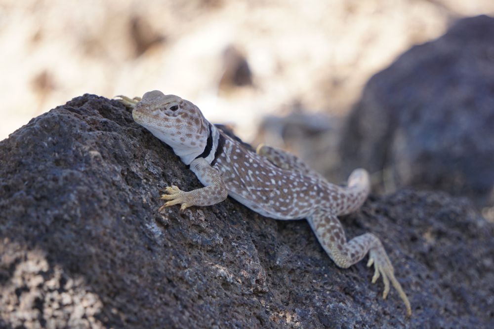 A picture of a Great Basin Collared Lizard posing on a rock in the shade. This species is yellow-ish with lots of white spots on their back. They have a "collar" under their neck, this "collar" has two black stripes and a white stripe in the center of the two black stripes.