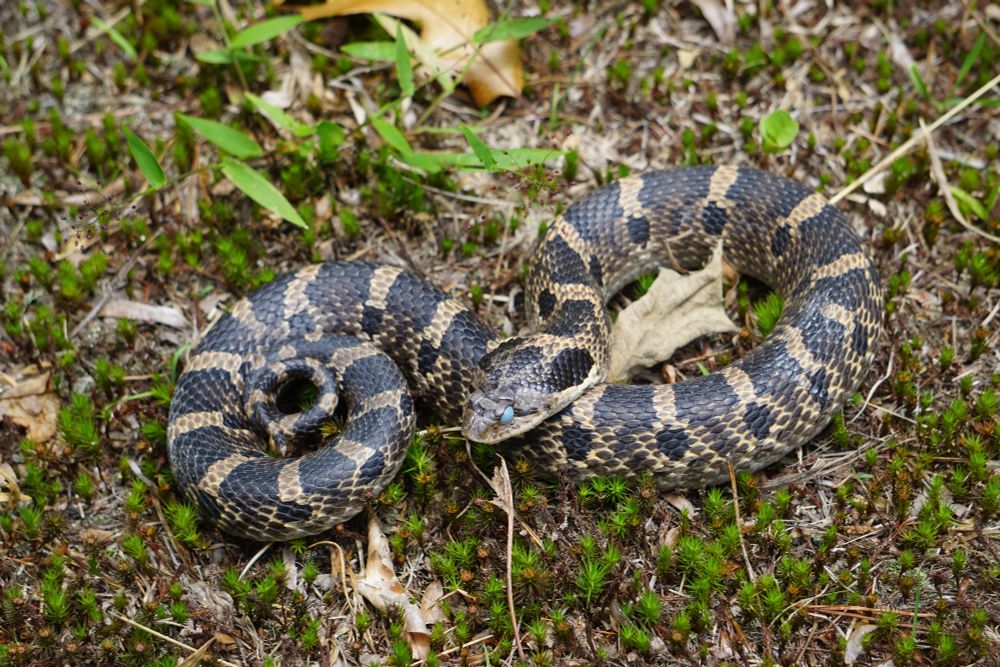 Another picture of an Eastern Hognose Snake coiled over some moss and grass. This one's a different angle.