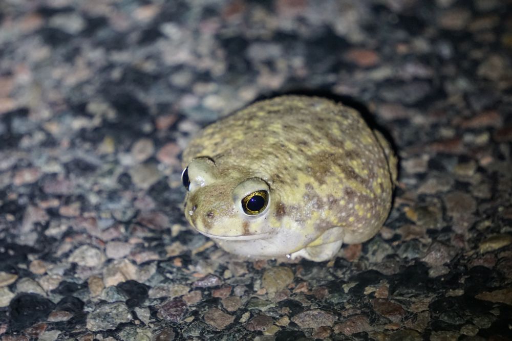 A picture of a Couch's Spadefoot found on a concrete road. This species is pretty brown/yellow with big eyes. They are also very round.