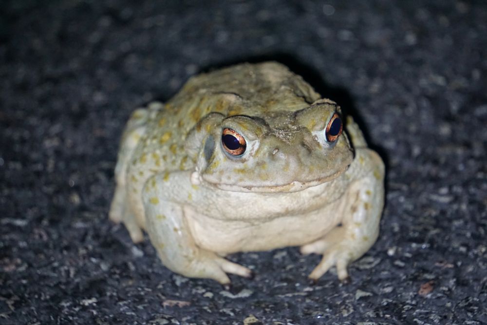 A front facing picture of a Sonoran Desert Toad. This species has some red-ish eyes with black pupils. Their belly is white-ish and their back is very light brown.