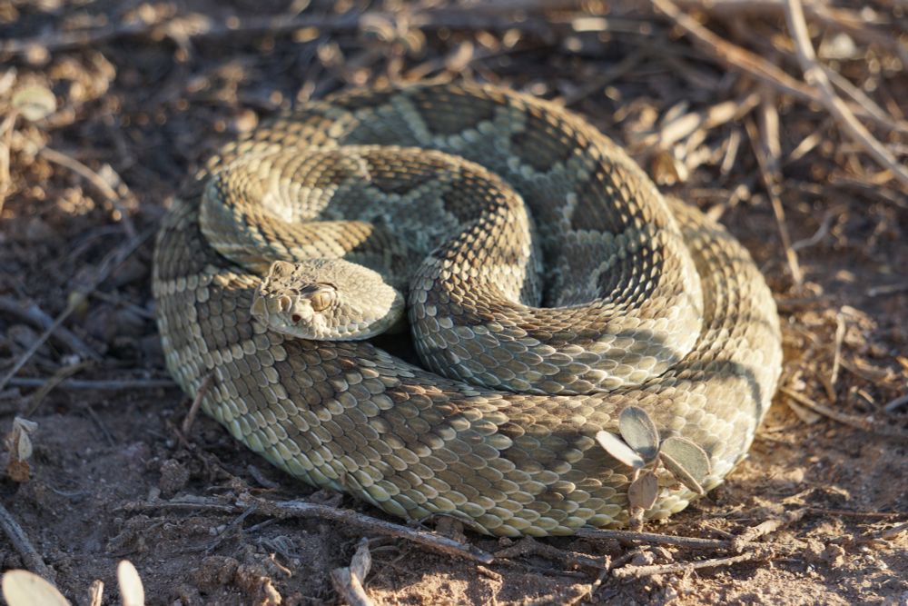 A picture of a Mojave Rattlesnake coiled over sand and some braches. This snake is green-ish/yellow-ish with some diamond-shaped patters on their back. You can differentiate from Diamondback Rattlesnakes because this species has 2 big scales between their eyes.