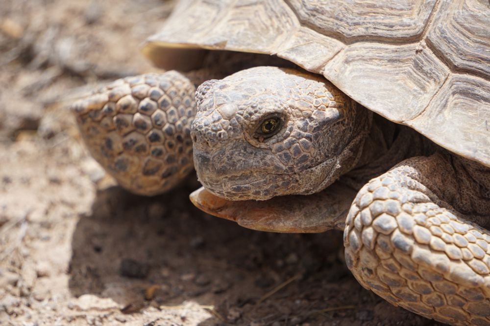 A close up picture of a Desert Tortoise. This individual is covered in dust so they are light brown but otherwise would be gray. Their iris is yellow and pupil is black.