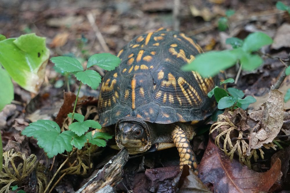 An Eastern Box Turtle found over some wet leaf litter, this turtle's carapace is yellow and black and the face is also yellow and black with brown eyes. Front legs are yellow.