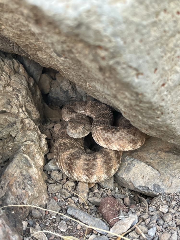 A picture of a Speckled Rattlesnake coiled under a rock. This individual is brown-ish/yellow-ish with their characteristic stripes on their body.