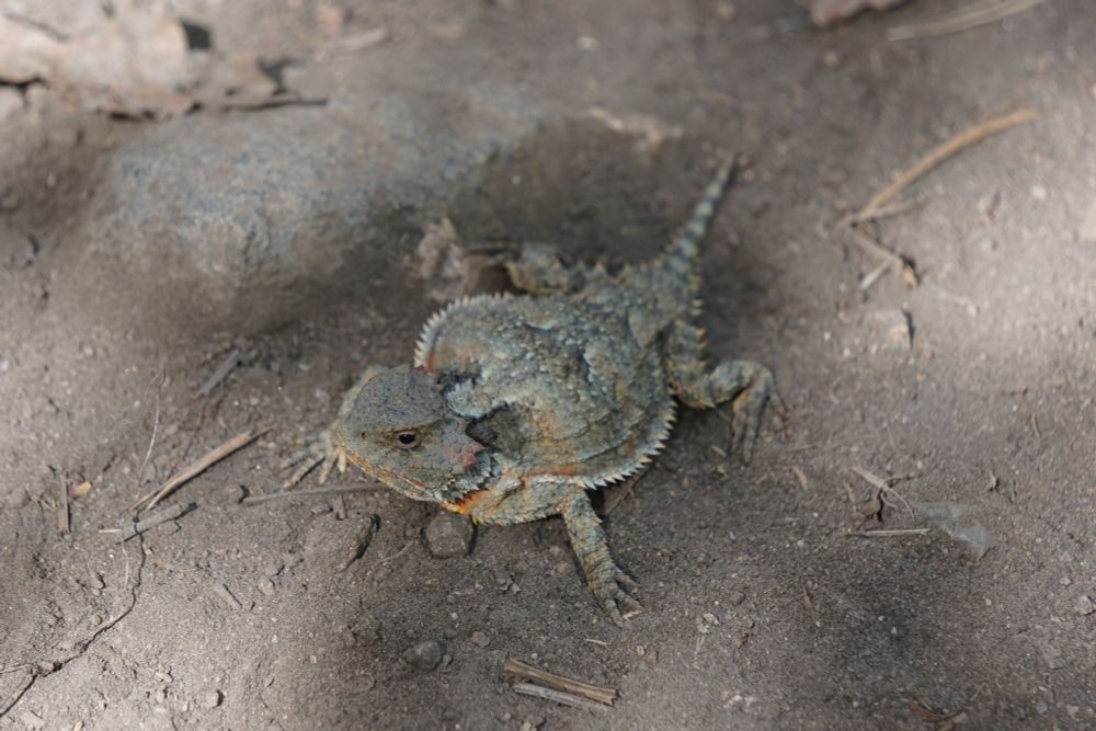 A picture of a Greater Short-horned Lizard posing over sand. This species is gray-ish with splotches or red and black throughout their body. They are decently spiny on the sides of the belly and have small horns behind the head.