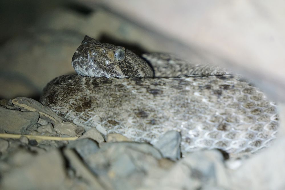 A picture of a Western Diamondback Rattlesnake. You can see the head of the snake on the left side and part of the body below. This snake has different shades of mainly brown and gray. This is a little bit of a cave so you can see the blurry top of the cave and some rocks near the front.