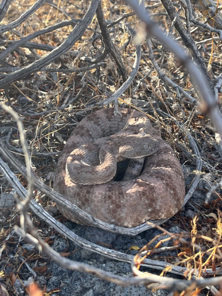 A picture of a Speckled Rattlesnake coiled under a brush. This individual is brown-ish/red-ish with some slightly darker stripping on their back.