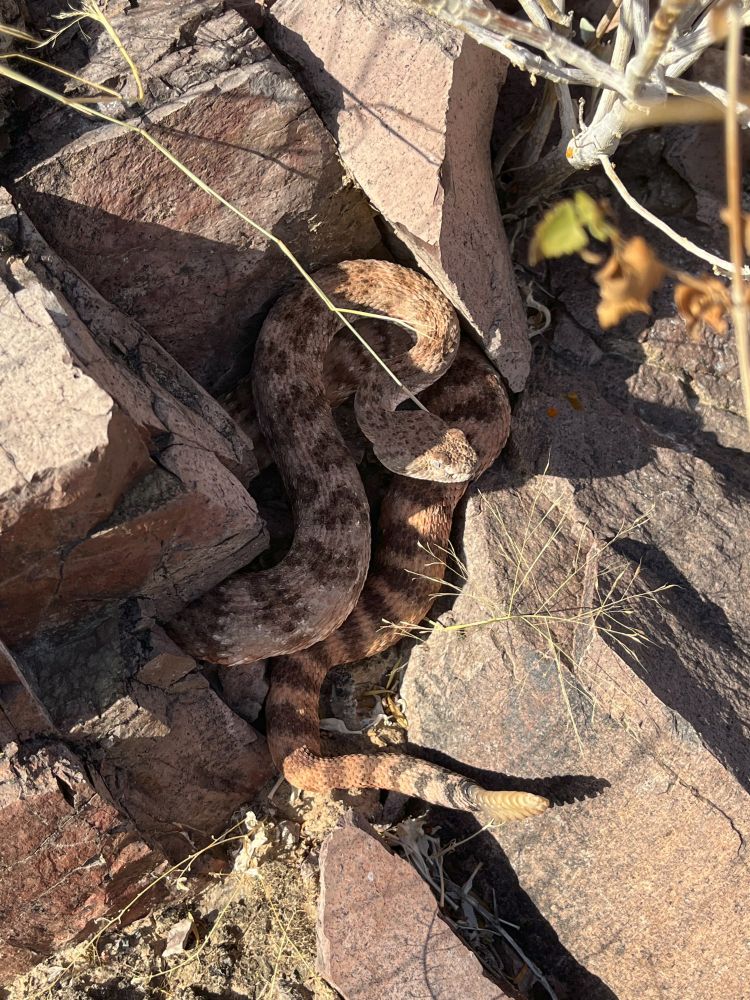 A picture of a Speckled Rattlesnake coiled between some rocks. Decently red individual with the striping although this one exhibits some aberrant striping in the upper part of their body.