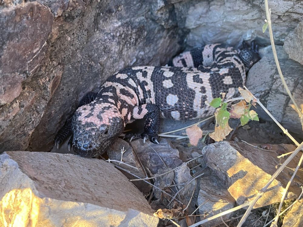 A picture of a Gila Monster. This lizard was tucked in a corner, you can see the black and orange coloration. Big snout, very sharp claws.