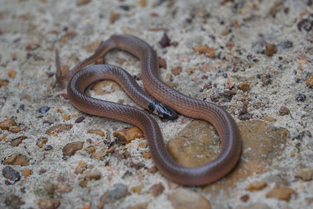 A picture of a Southeastern Crowned Snake posing over some sand/rocks. This species is brown and has a black head and a black stripe just below their head.
