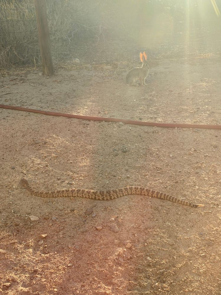 a mojave rattlesnake in the foreground the picture is bisected by a rust coloured garden hose. on the other side? a cottontail rabbit looking at the snake.
