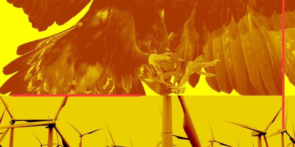 How the Migratory Bird Treaty Act could become the administration’s ultimate weapon against wind farms.
