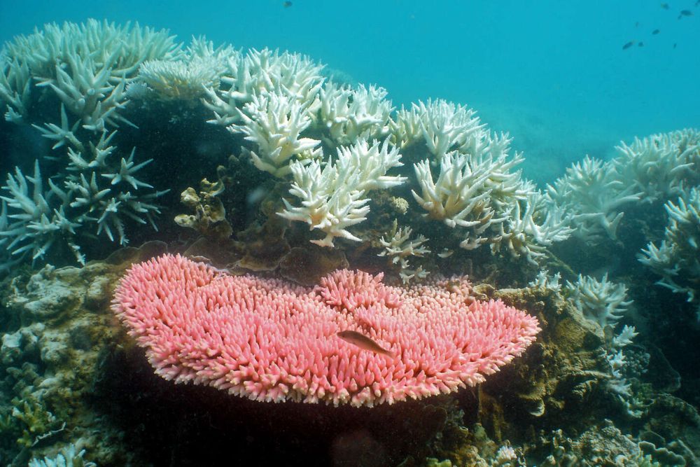 Grande Barrière de corail : la température de l’eau est plus élevée ces dix dernières années que depuis 400 ans