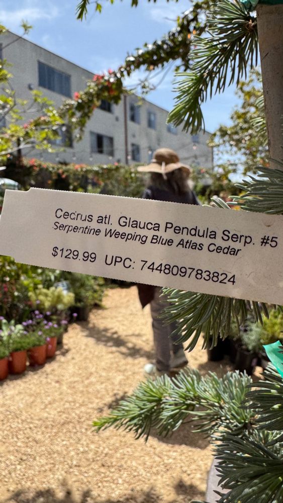 Tag that says: Serpentine Weeping Blue Atlas Cedar 