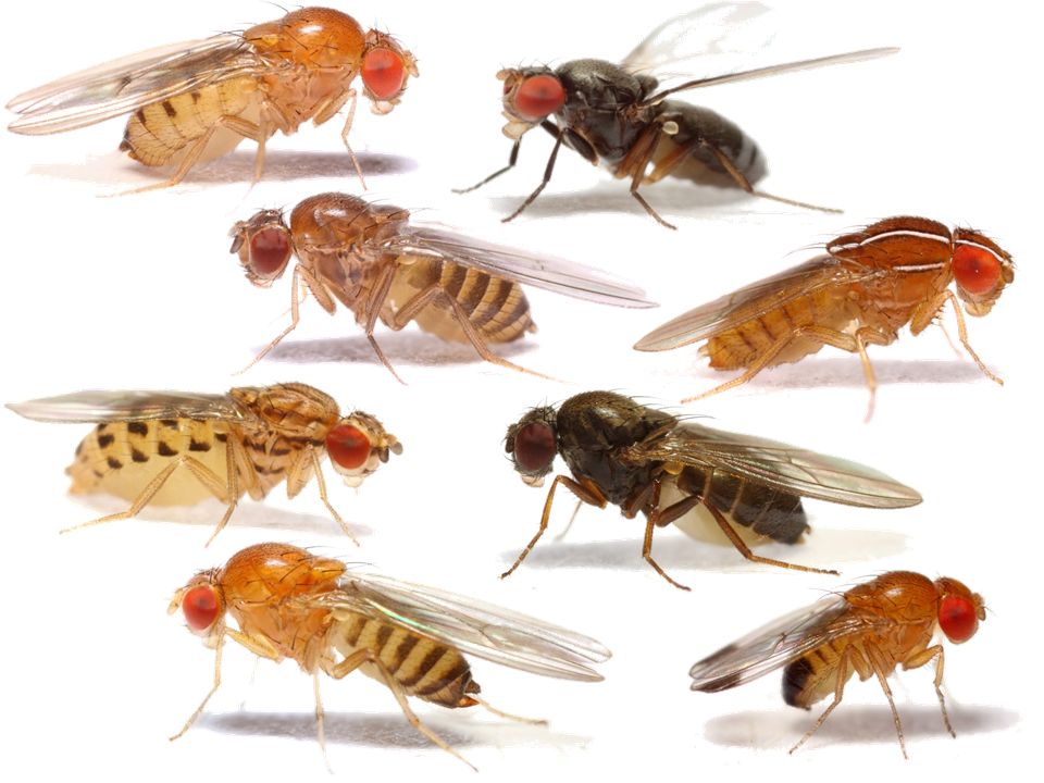 Diverse species of Drosophilidae