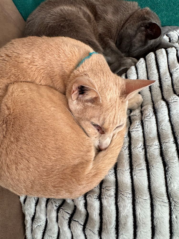 Two cats sleeping on a blanket 