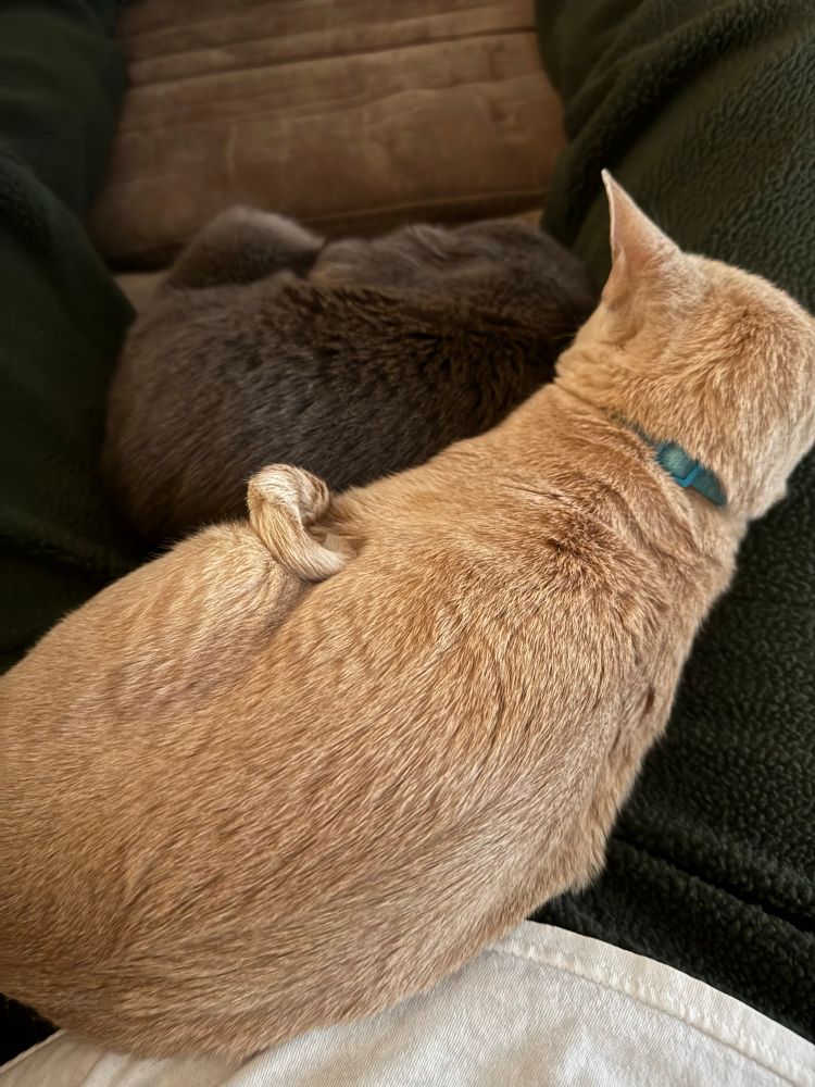 Two cats sleeping 