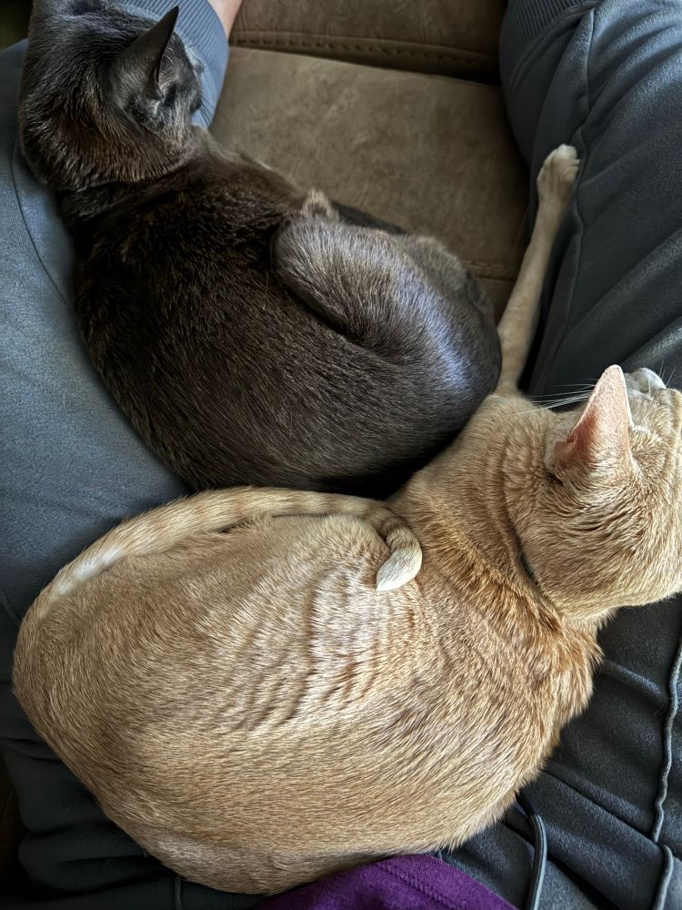Two cats laying between my legs 